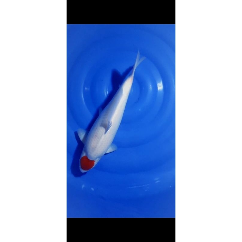 ikan koi Blitar F1 Tanco kohaku super bulky punuk grade SQ size 53cm