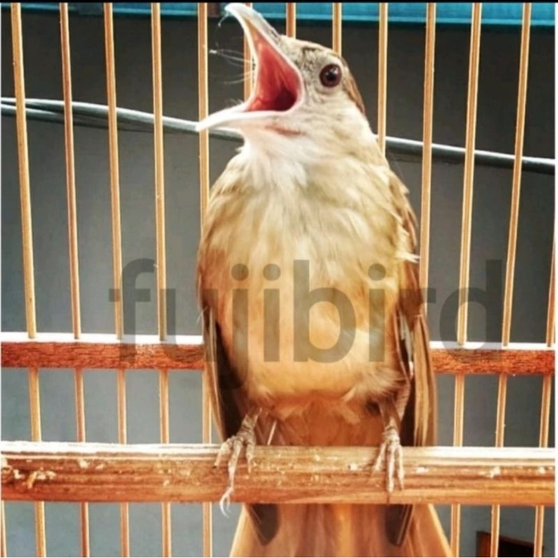 KAPAS TEMBAK GACOR BUAT ISIAN