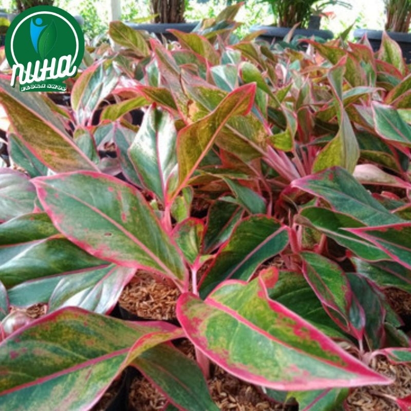 tanaman bunga aglonema lipstik aglonema Siam Aurora lipstik