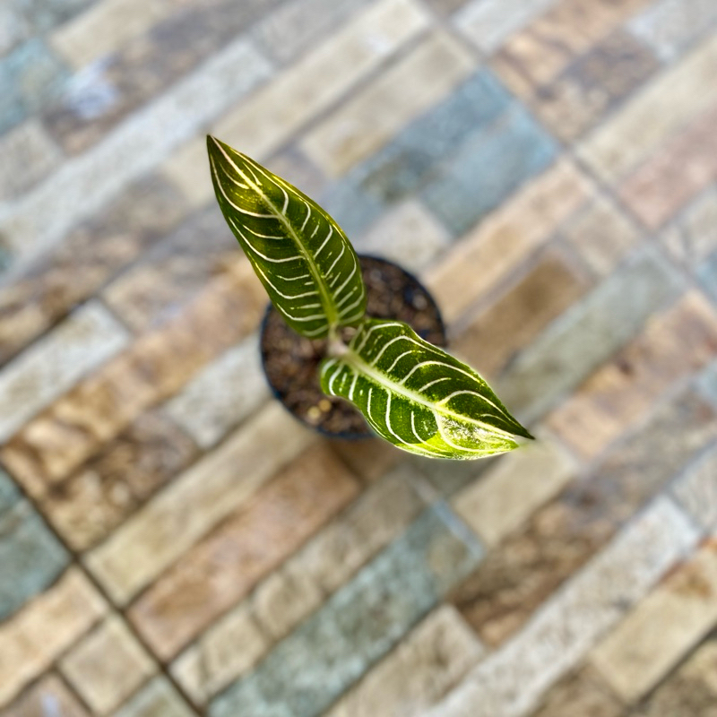 Aglaonema Pride of sumatra white