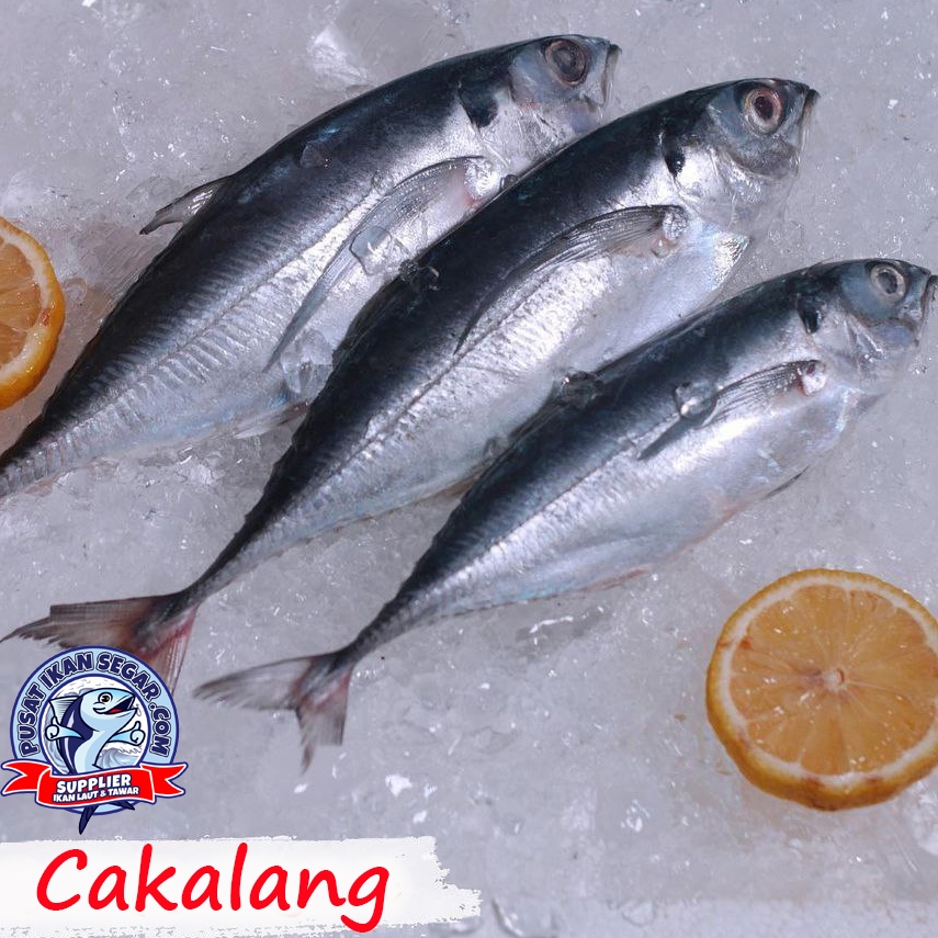 

Ikan Cakalang 1 kg Fresh Segar