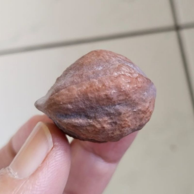 Kemiri Adu Muncang Adu Obral Mayit MU JR Urgen Hulbun Carambang