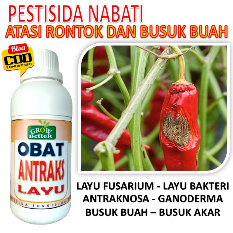 Pestisida Nabati untuk Obat antranosa cabe Patek Bule layu fusarium busuk akar pada tanaman cabai