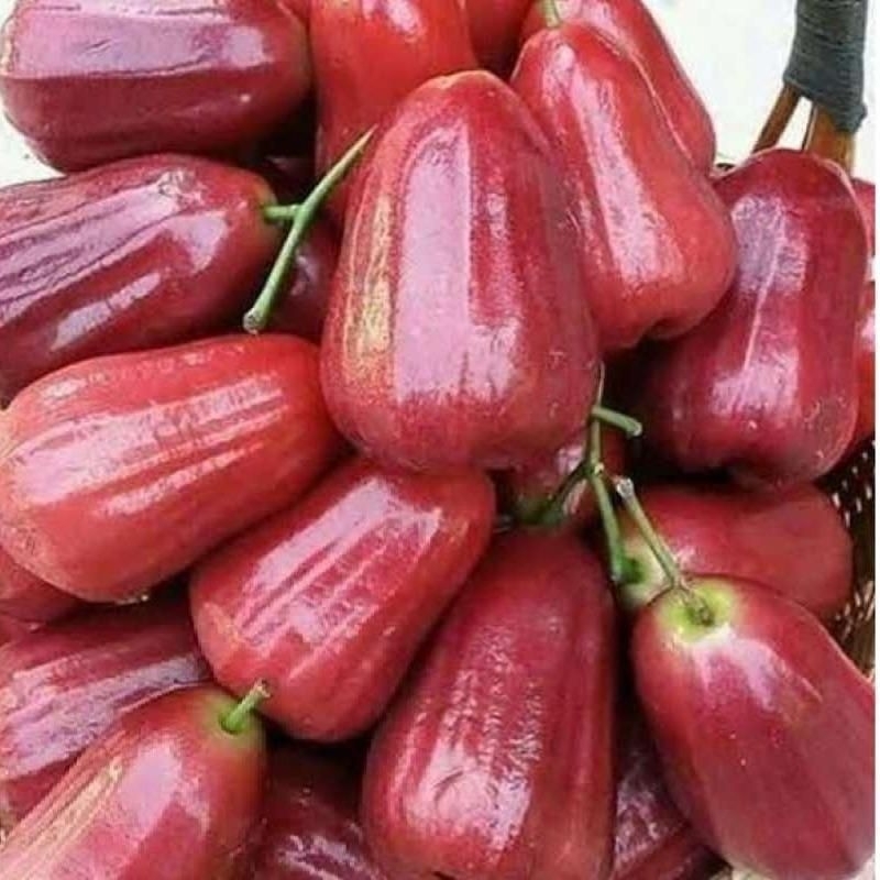 

(hanya Instant) Jambu Citra/Jambu Air/Manis Berat 1kg