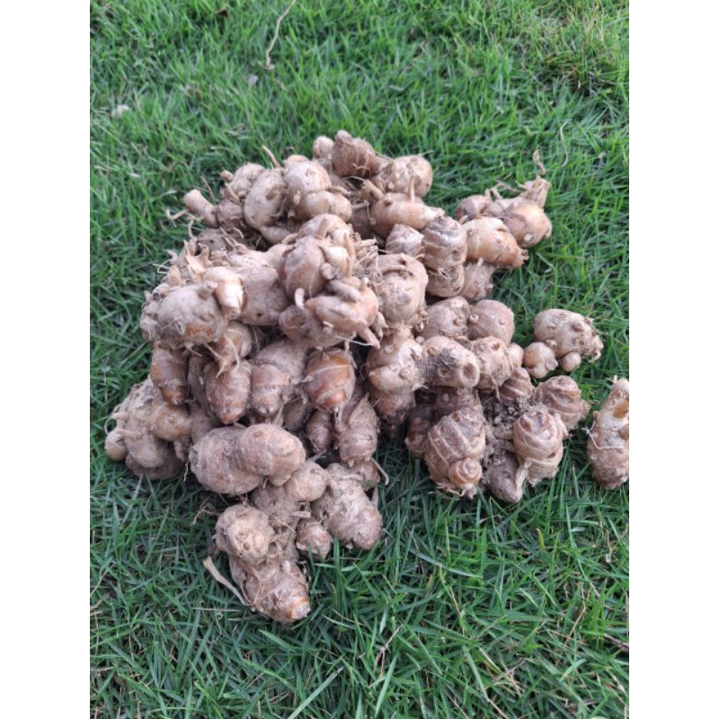 

Kencur Jawa | Kencur Segar Jawa 1 Kg