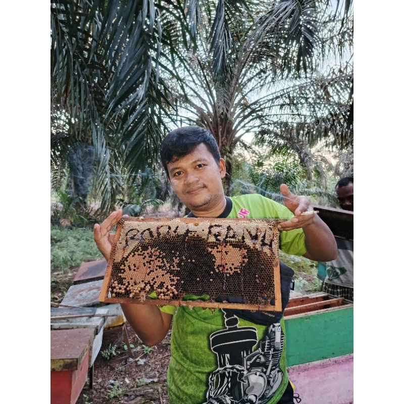 

madu ternak murni 100%