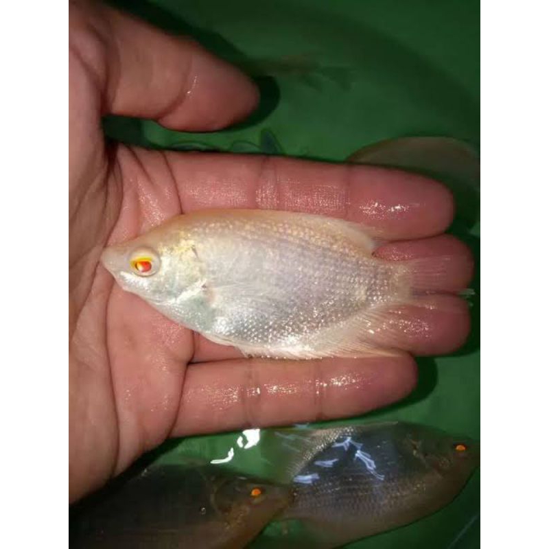 hiasan aquarium gurame albino mata merah