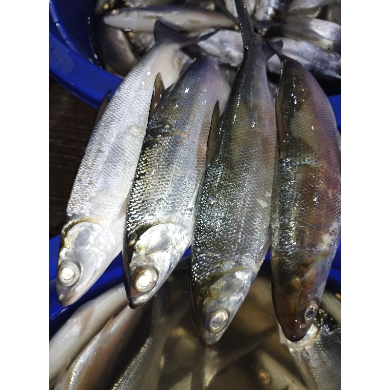 

Ikan bandeng fresh dan segar isi 2 -1kg