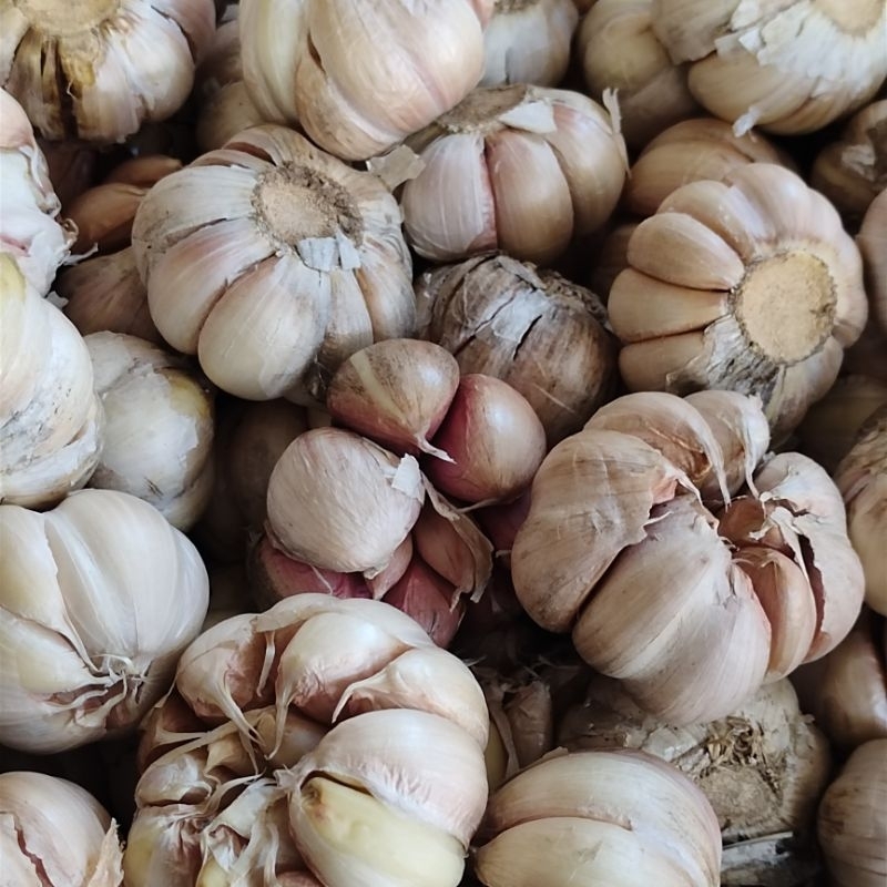 

BAWANG PUTIH