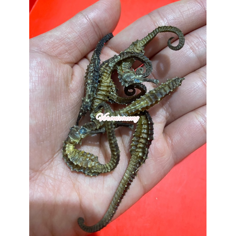 

KL HAI MA SUPER SIZE KECIL KERING HERBAL OBAT KESUBURAN PRIA WANITA HAIMA HAI MHA 海马 GINSENG RENDAMAN SIZE PIL KAPSUL / NAGA LAUT DURI SUPER BELANG / SEAHORSE / TERIPANG HAISOM SIRIP IKAN HISIT PENAMBAH STAMINA KUAT PERUT IKAN HUPIO DAN GELEMBUNG SUBUR