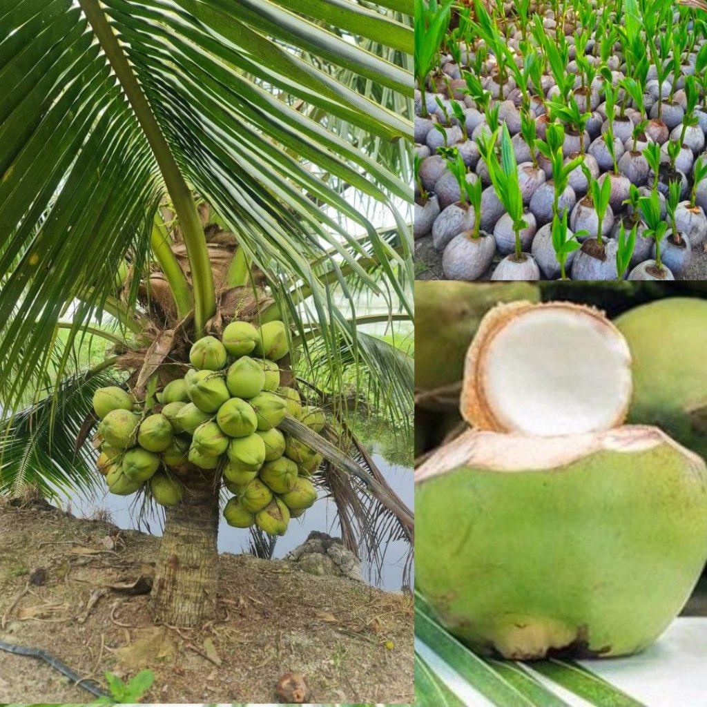Pohon Kelapa Genjah, Pohon Kelapa Gading, Pohon Kelapa Entok