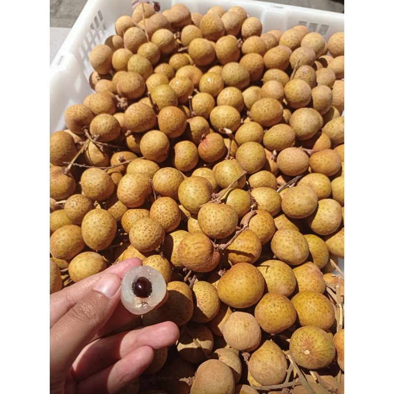 

Kelengkeng Segar Berat 1 Kg