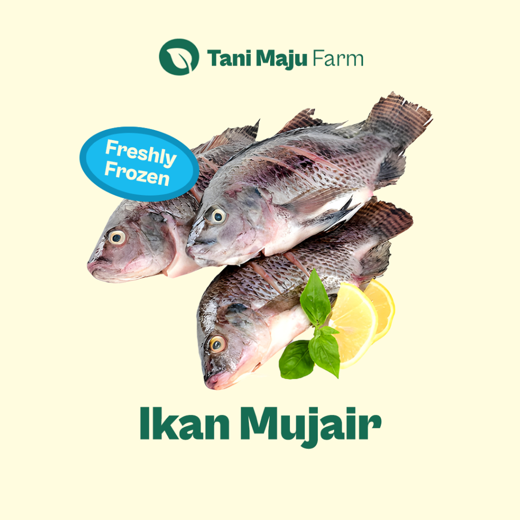 

Ikan Mujair Mujaer Fresh (350 gram) - Ikan Air Tawar