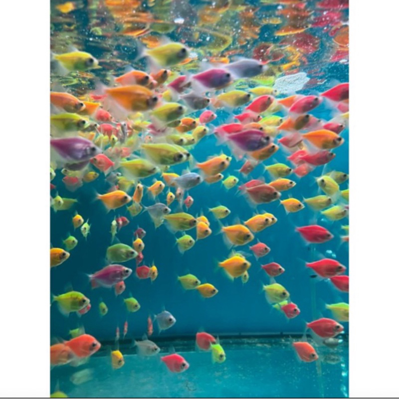 Glowfish Gl0wfish Jumbo 4cm Per 50 Ekor Ikan Hias Ikan Air Tawar Aquarium Kolam Aquascape
