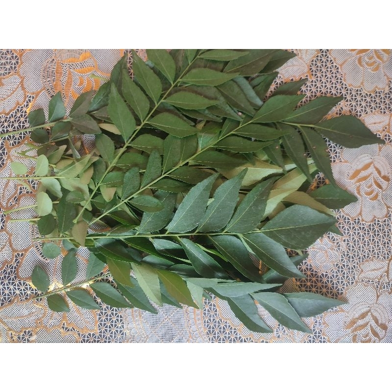 

Daun Kari/ Salam Koja/ Daun Curry/Daun Korokeling/ ruku ruku/temurui (12 lembar/ tangkai)