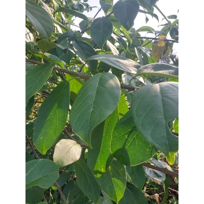 Daun Cincau Hijau Segar 500gr - Obat Minuman Herbal