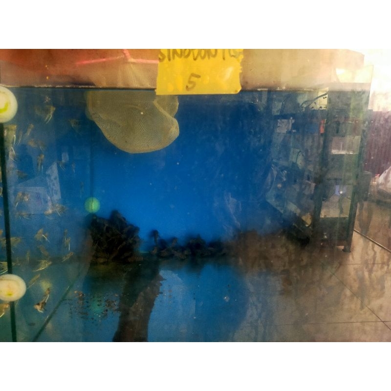 ikan pembersih kaca aquarium sinodotis