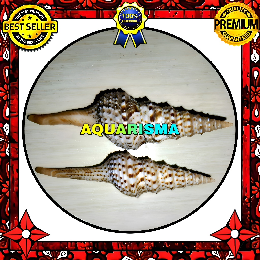 HIASAN DAN KOLEKSI - CANGKANG KEONG TEROMPET EDELWEISS LUMBERJACK GRADE A+