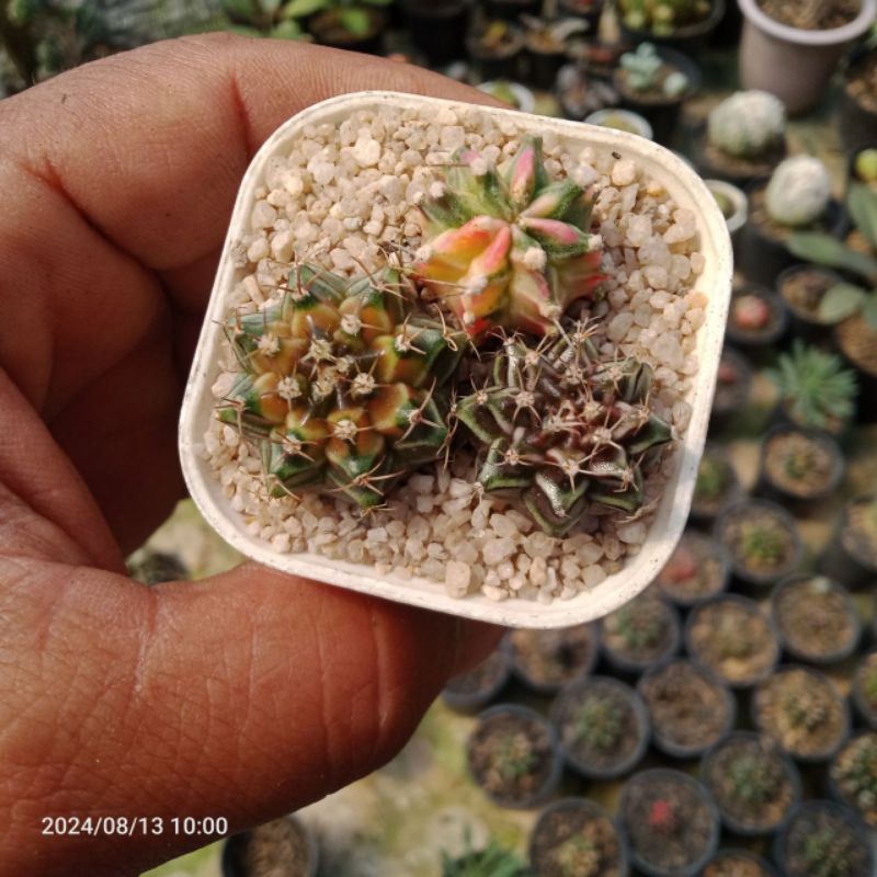 tanaman hias kaktus gymno hybrid variegata( 3 pcs )