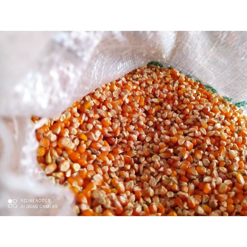 Jagung Jos - Holic Pakan Burung Merpati Ayam Jagung Kristal Super