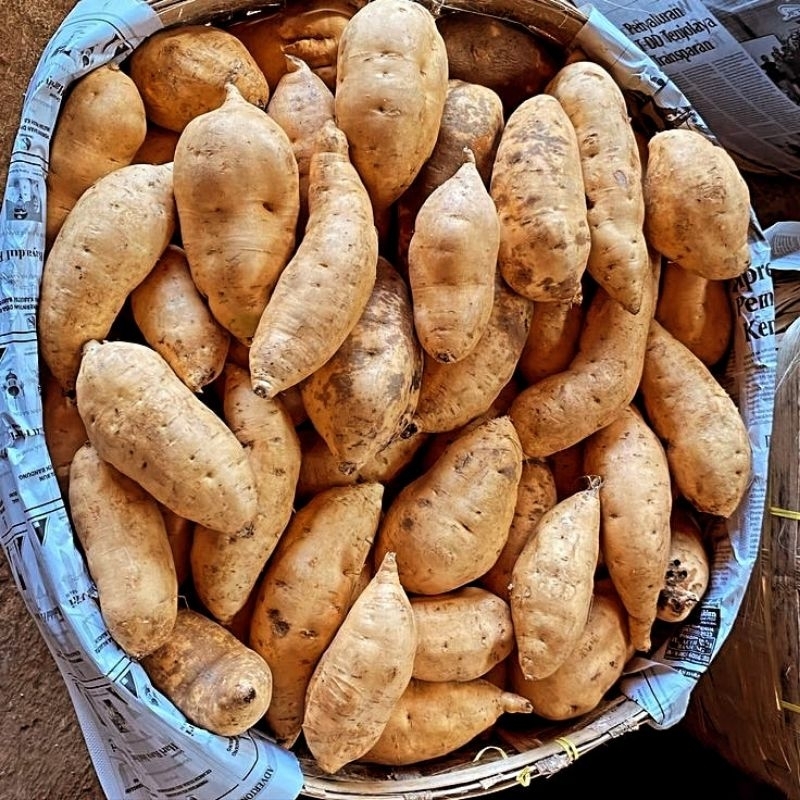 

Ubi Madu Cilembu Mentah