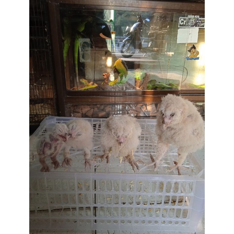 burhan obay brancher awal