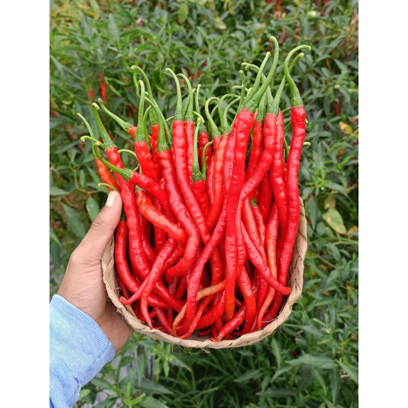 

cabai keriting merah super