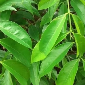 

10 Lembar Daun Mahkota Dewa tradisional