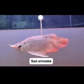 arwana super red short ITL I THIAU LUNG body apel spesial gondrong sr SB unik