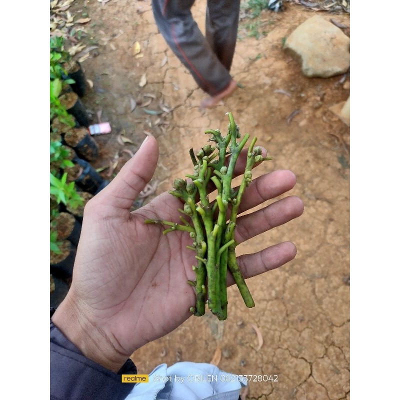 ENTRES ALPUKAT ALIGATOR MIKI PLUWANG KENDIL MARKUS RED VIETNAM SIGER WINA KHAYANGAN YELLOW