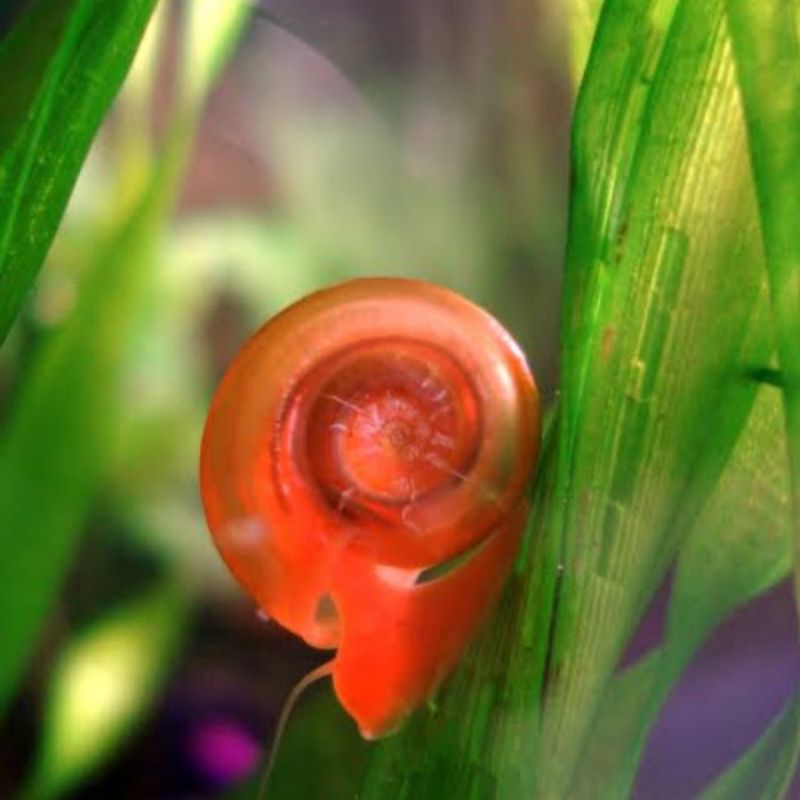 Keong Tangier Hias Aquascape pembersih alga