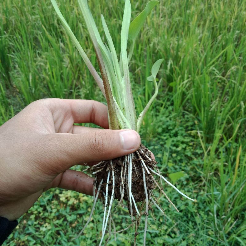 

Bibit tanaman sayur genjer termurah