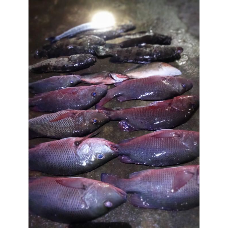 

ikan kerapu frozen fish fresh ± 750 gram