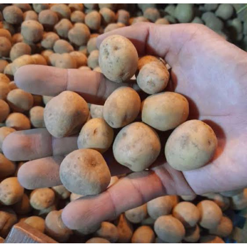 

KENTANG KECIL MINI SEGAR BERSIH KEMASAN 500 GRAM