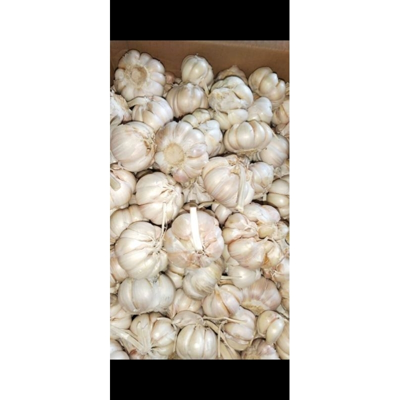 

BAWANG PUTIH SICO 1KG/500GR/250GR