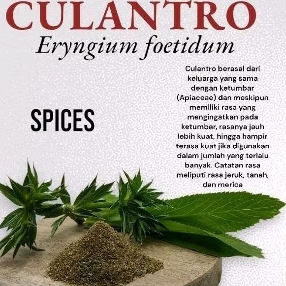 

Bumbu tabur culantro Eryngium foetidum