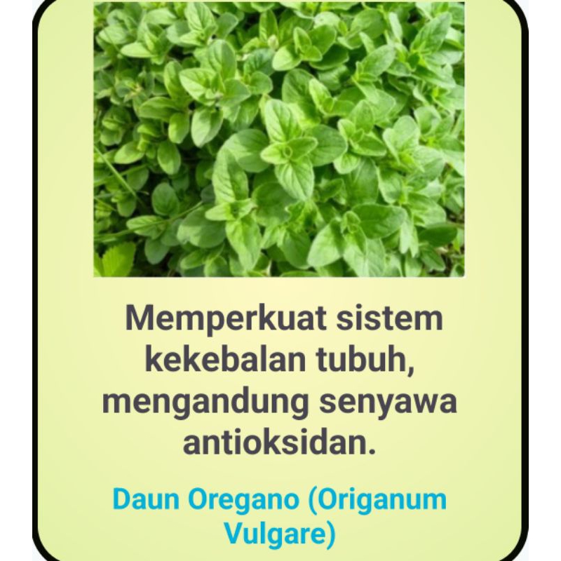 

DAUN OREGANO KUALITAS TERBAIK