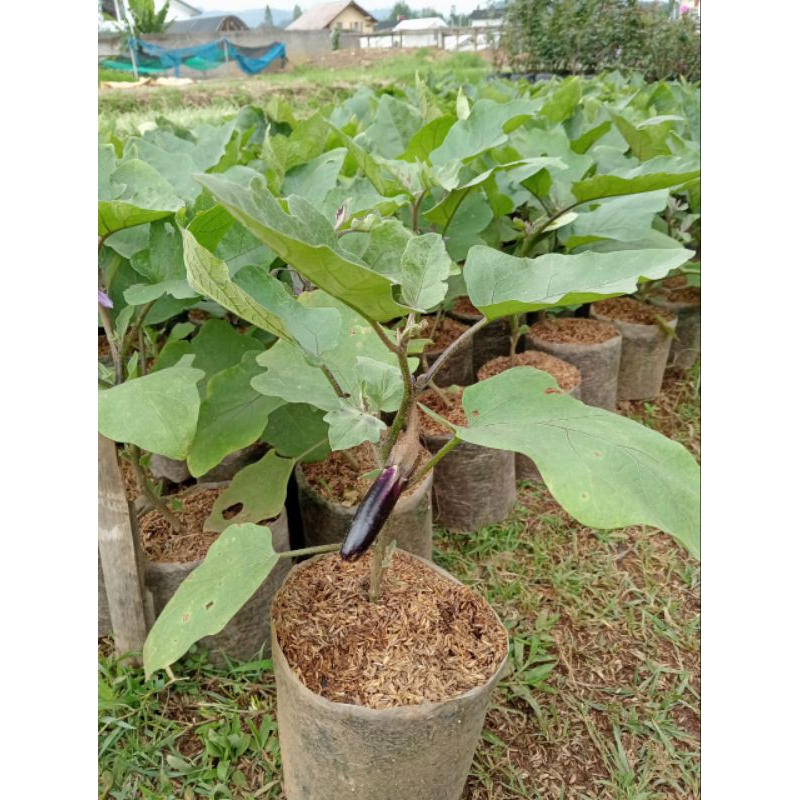 Bibit tanaman terong ungu lalapan.