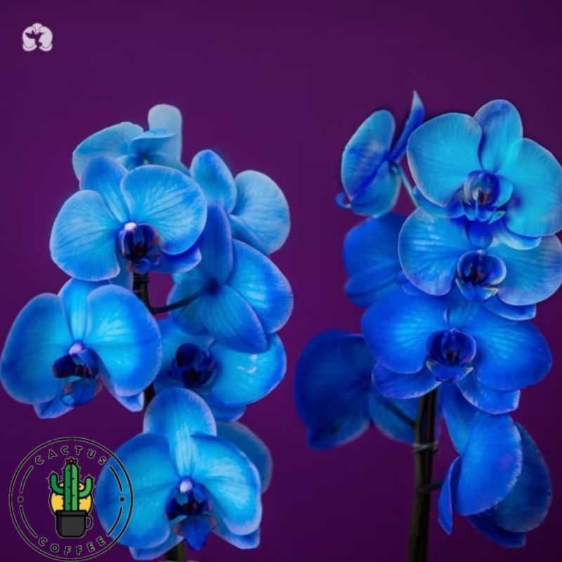 Tanaman Hias Anggrek Bulan Varian warna anggrek bulan / Bunga Anggrek Bulan Pohon Anggrek Bulan