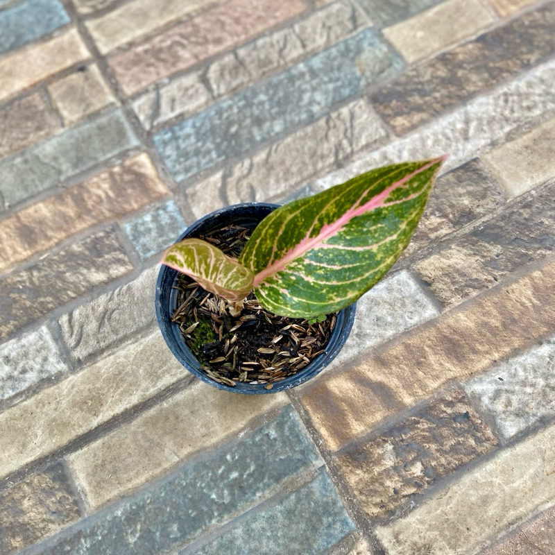 Aglaonema tamara