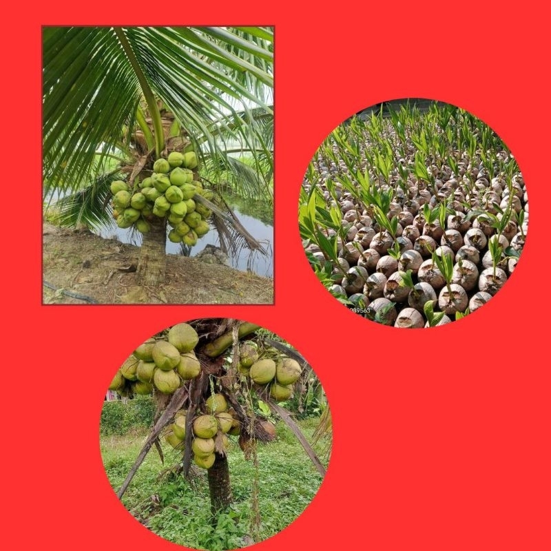 Pohon Kelapa Entok, Pohon Kelapa Gading, Pohon Kelapa Hibrida