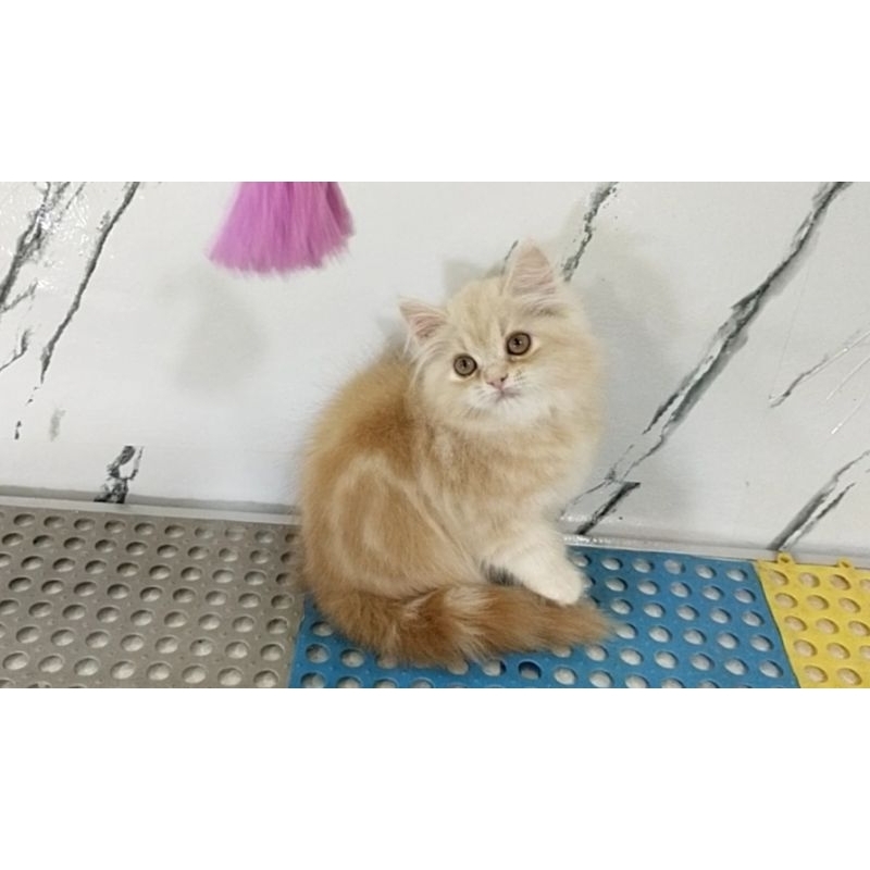 Kitten Persia flatnose