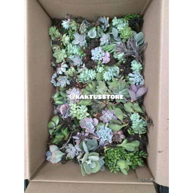 Souvenir Sekulen Isi Paket Souvenir Sukulen Isi 30 Tanaman dengan Pot Putih - Tanaman Hias Mini untu
