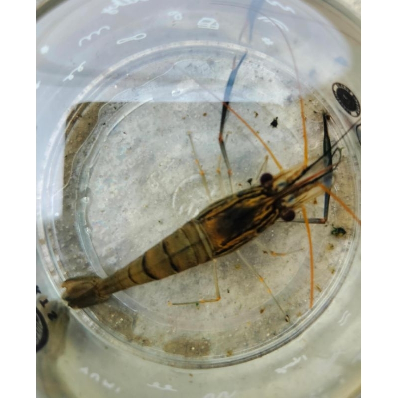 

bibit udang galah unggulan Siratu