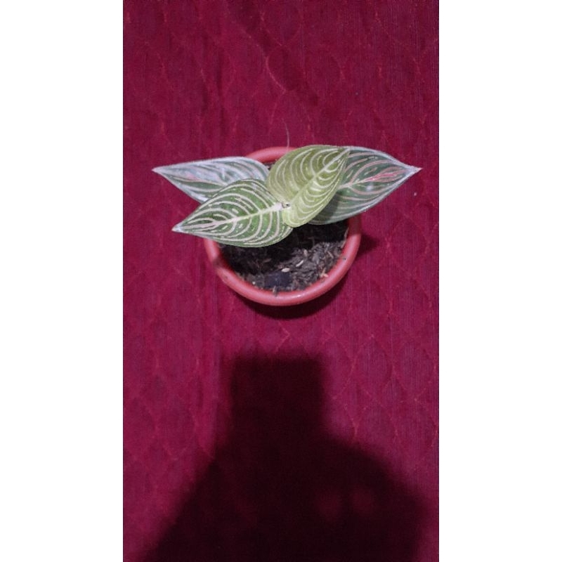 tanaman hias aglaonema aglonema golden hope