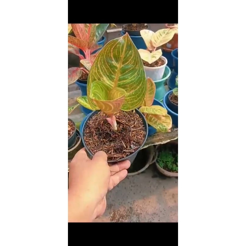 tanaman hias aglaonema aglonema Marsha Anjani