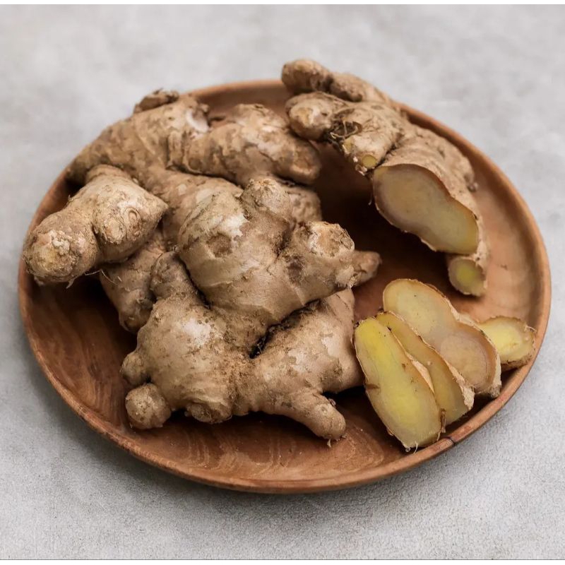 

JAHE BESAR | JAHE GAJAH