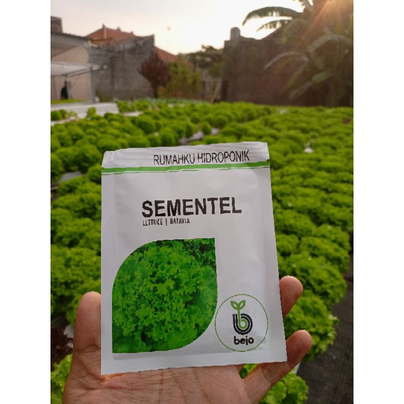 Benih Selada Sementel Asli/ selada Batavia Sementel /  Bejo Sementel