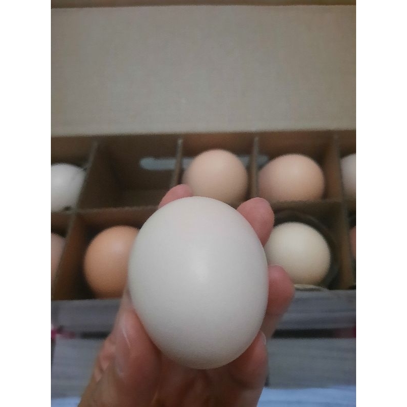 

RB Brocock Telur Ayam Kampung Organik Organic Pasture Raised Eggs
