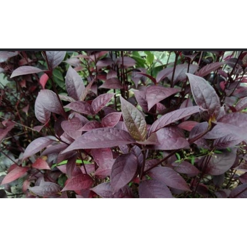 

Daun ungu / daun hndeuleum 250 gram